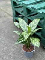 Zdjęcie rośliny Aglaonema Tigress, ujęcie 2