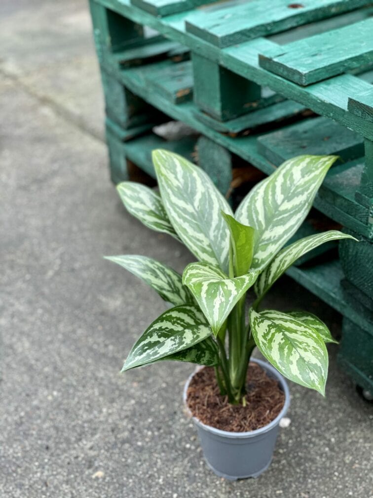 Zdjęcie rośliny Aglaonema Tigress, ujęcie 2