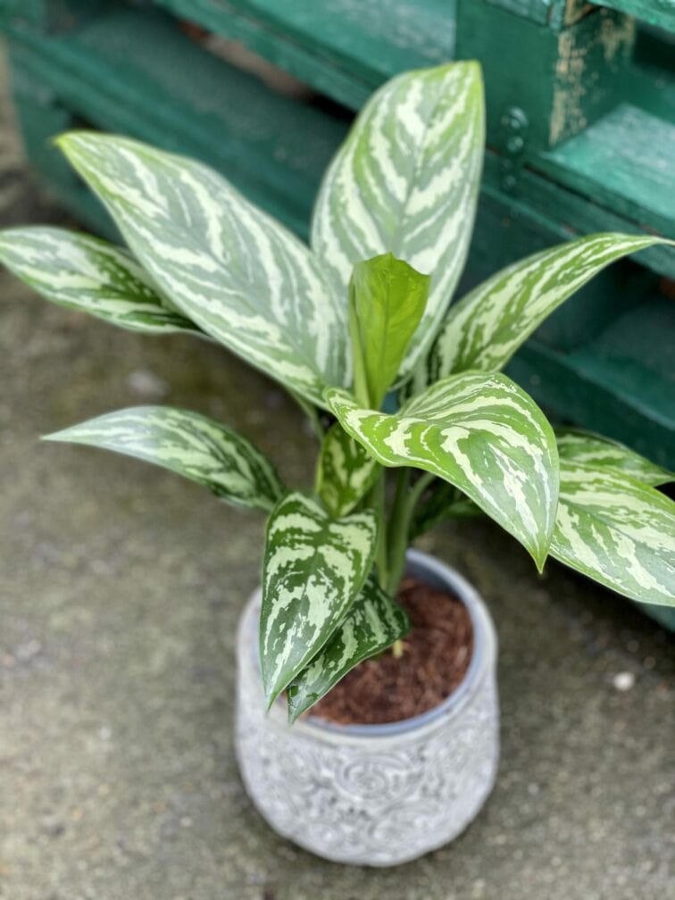 Zdjęcie rośliny Aglaonema Tigress, ujęcie 3