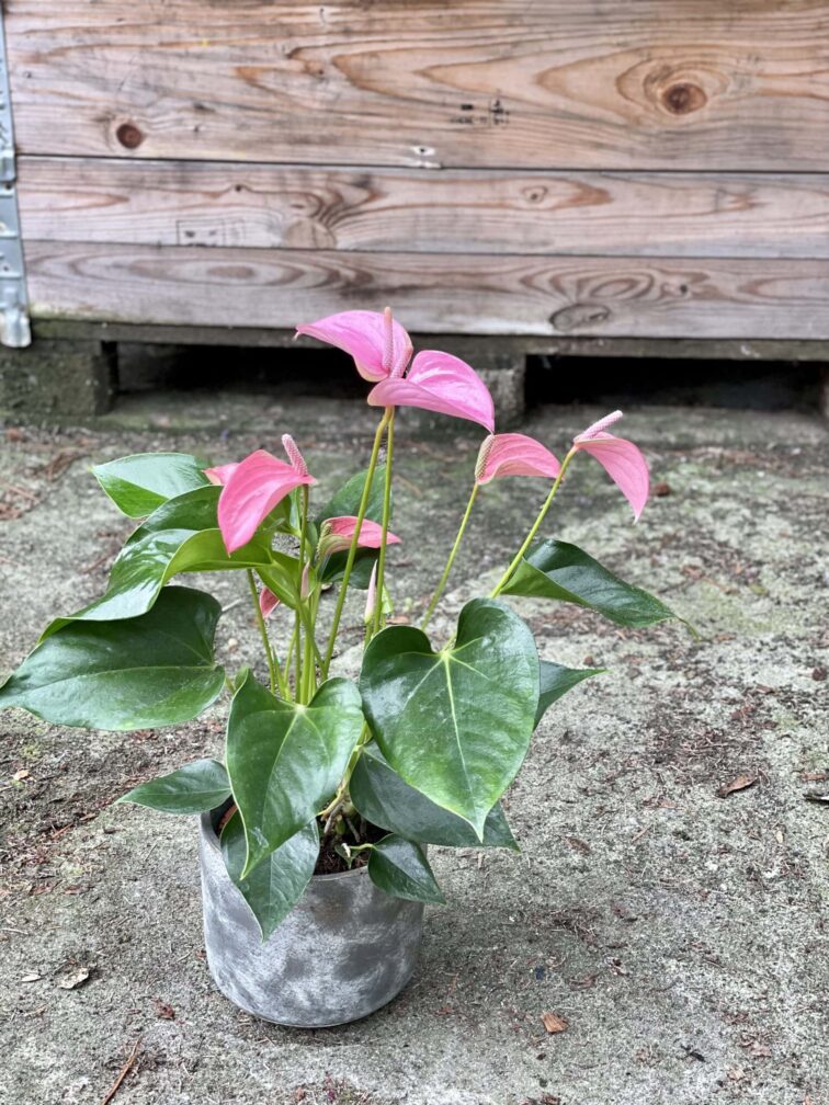 anthurium-andreanum-joli-pink_14x50-1_1622278106.jpg Zdjęcie rośliny Anthurium andreanum Joli Pink, ujęcie 1