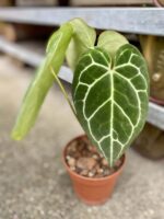 Zdjęcie rośliny Anthurium crystallinum, ujęcie 1