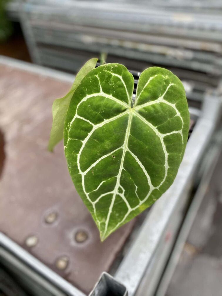Zdjęcie rośliny Anthurium crystallinum, ujęcie 2