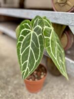 Zdjęcie rośliny Anthurium crystallinum, ujęcie 3