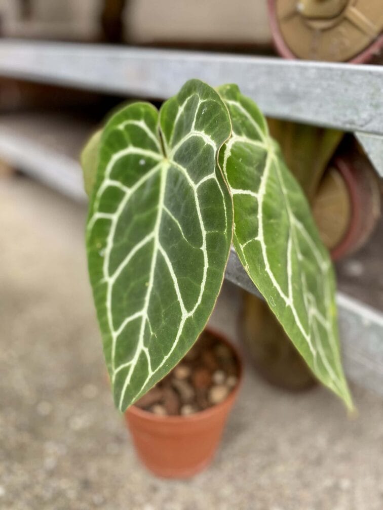 Zdjęcie rośliny Anthurium crystallinum, ujęcie 3