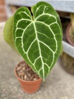 Zdjęcie rośliny Anthurium crystallinum, ujęcie 4