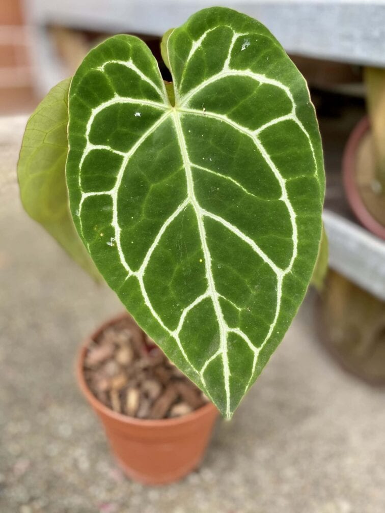 Zdjęcie rośliny Anthurium crystallinum, ujęcie 4
