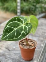 Zdjęcie rośliny Anthurium crystallinum, ujęcie 1