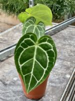 Zdjęcie rośliny Anthurium crystallinum, ujęcie 2