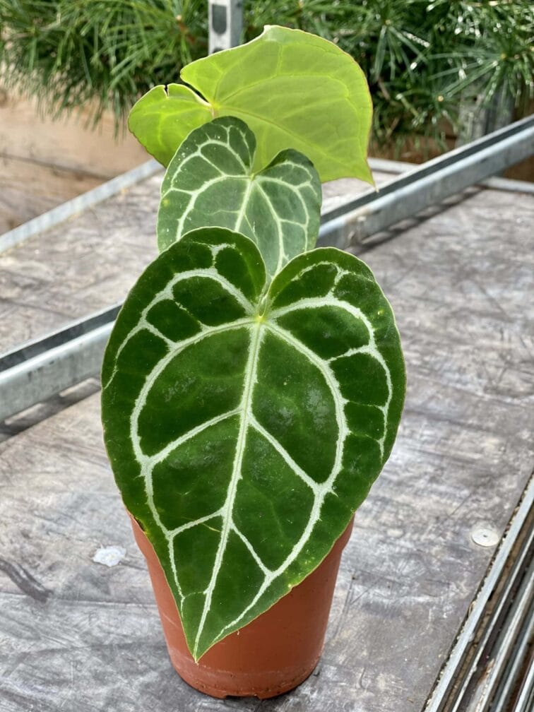 Zdjęcie rośliny Anthurium crystallinum, ujęcie 2