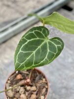 Zdjęcie rośliny Anthurium crystallinum, ujęcie 3