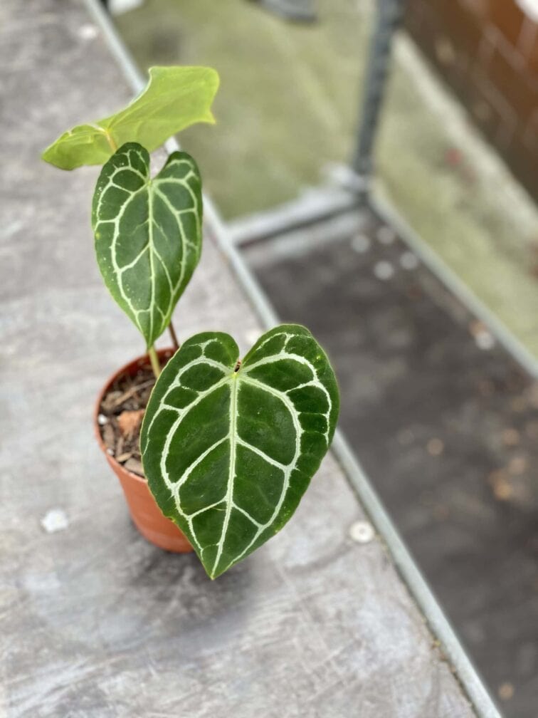 Zdjęcie rośliny Anthurium crystallinum, ujęcie 4
