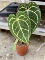 Zdjęcie rośliny Anthurium crystallinum, ujęcie 1