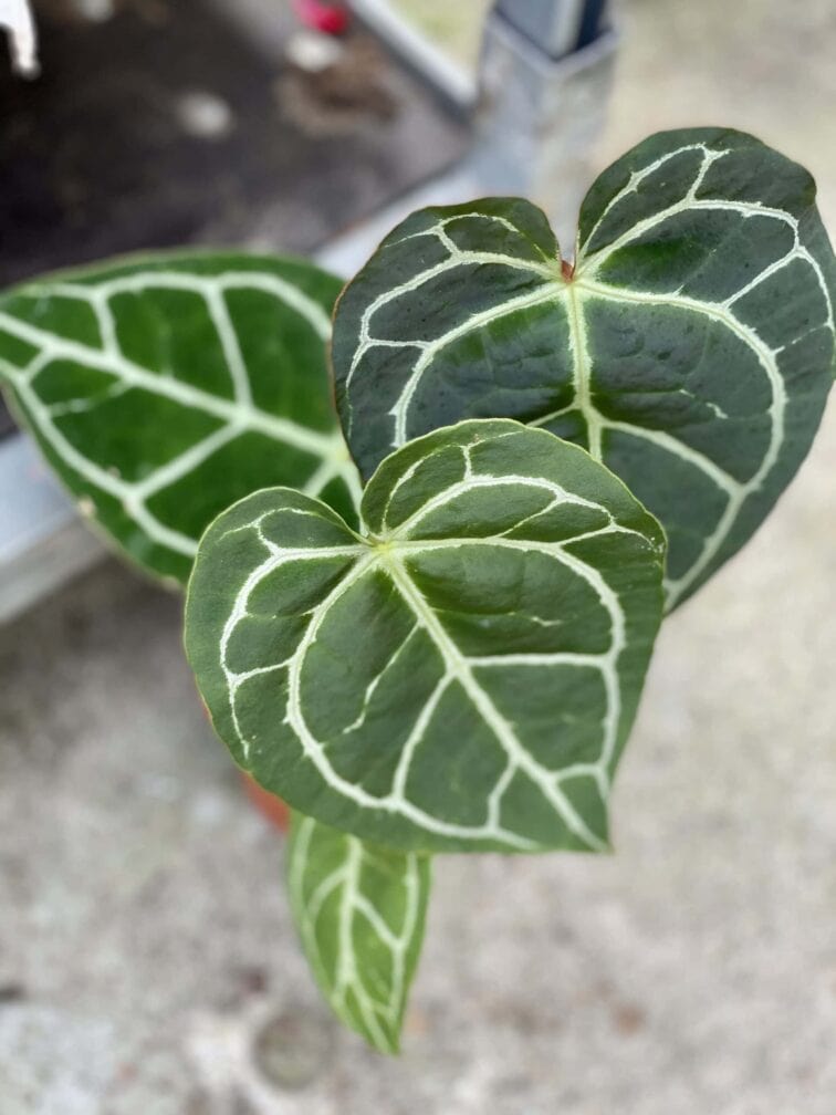 Zdjęcie rośliny Anthurium crystallinum, ujęcie 2