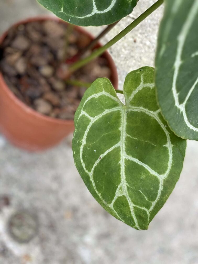 Zdjęcie rośliny Anthurium crystallinum, ujęcie 3