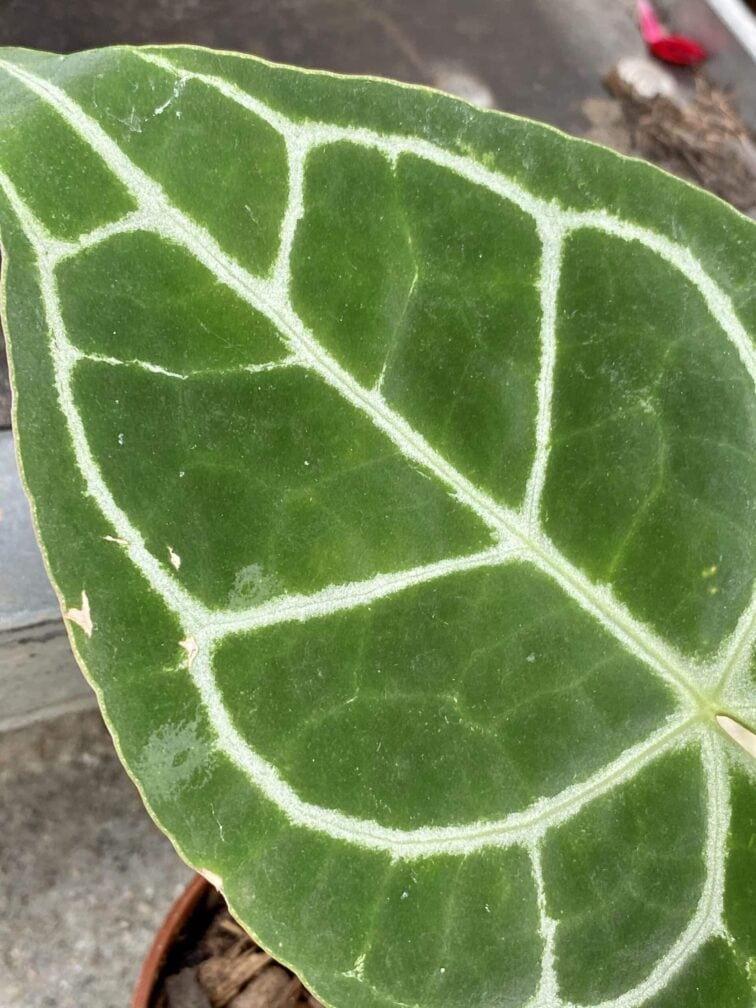 Zdjęcie rośliny Anthurium crystallinum, ujęcie 4