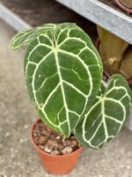 Zdjęcie rośliny Anthurium crystallinum, ujęcie 1