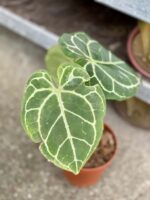 Zdjęcie rośliny Anthurium crystallinum, ujęcie 2
