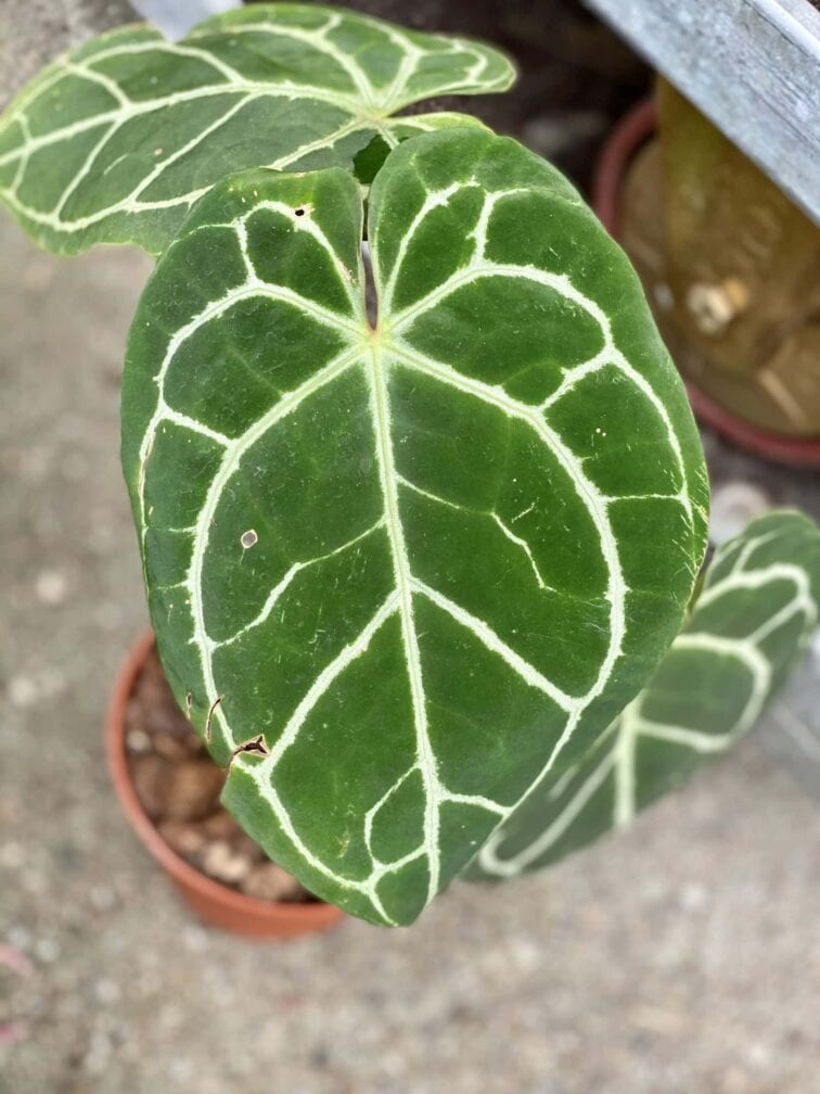 Zdjęcie rośliny Anthurium crystallinum, ujęcie 3