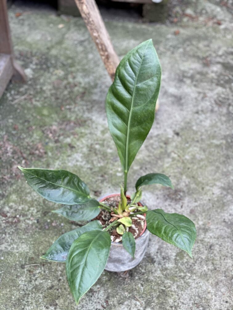 anthurium-elipticum-jungle-king_14x50-1_1621589845.jpg Zdjęcie rośliny Anthurium Elipticum Jungle King, ujęcie 1