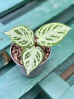 Zdjęcie rośliny Anthurium Silver Blush, ujęcie 1