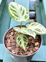 Zdjęcie rośliny Anthurium Silver Blush, ujęcie 3
