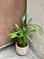 Zdjęcie rośliny Areca, ujęcie 1