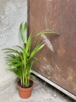 Zdjęcie rośliny Areca, ujęcie 2