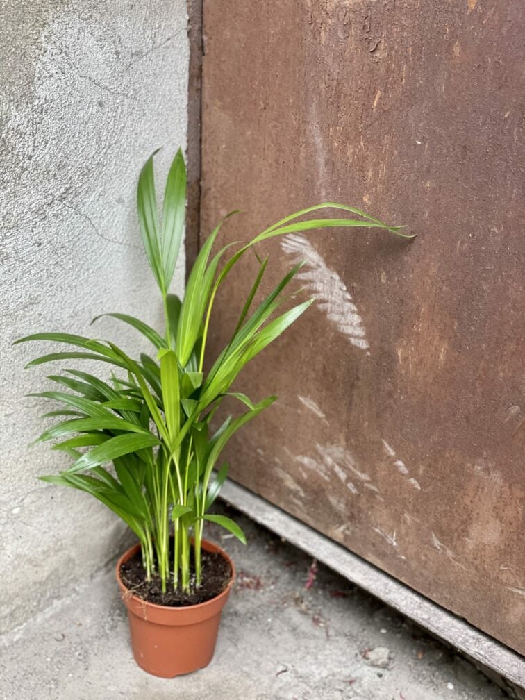 Zdjęcie rośliny Areca, ujęcie 2