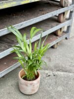 Zdjęcie rośliny Areca, ujęcie 3