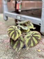 Zdjęcie rośliny Begonia masoniana "Mountain Explore", ujęcie 2