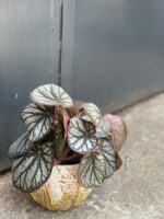Zdjęcie rośliny Begonia rex King, ujęcie 1