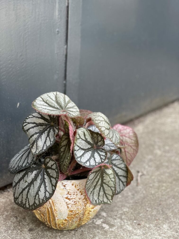 Zdjęcie rośliny Begonia rex King, ujęcie 1