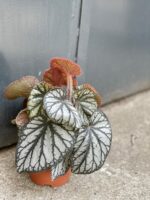 Zdjęcie rośliny Begonia rex King, ujęcie 2