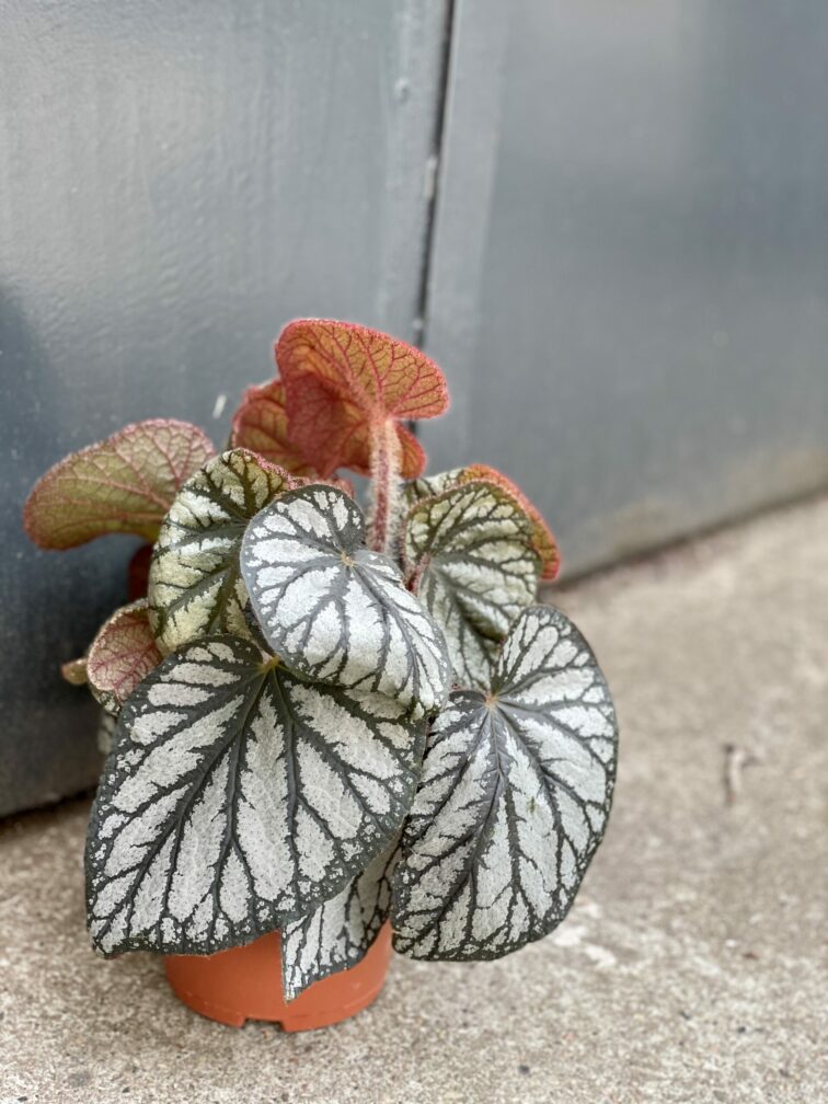Zdjęcie rośliny Begonia rex King, ujęcie 2