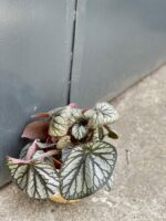 Zdjęcie rośliny Begonia rex King, ujęcie 3