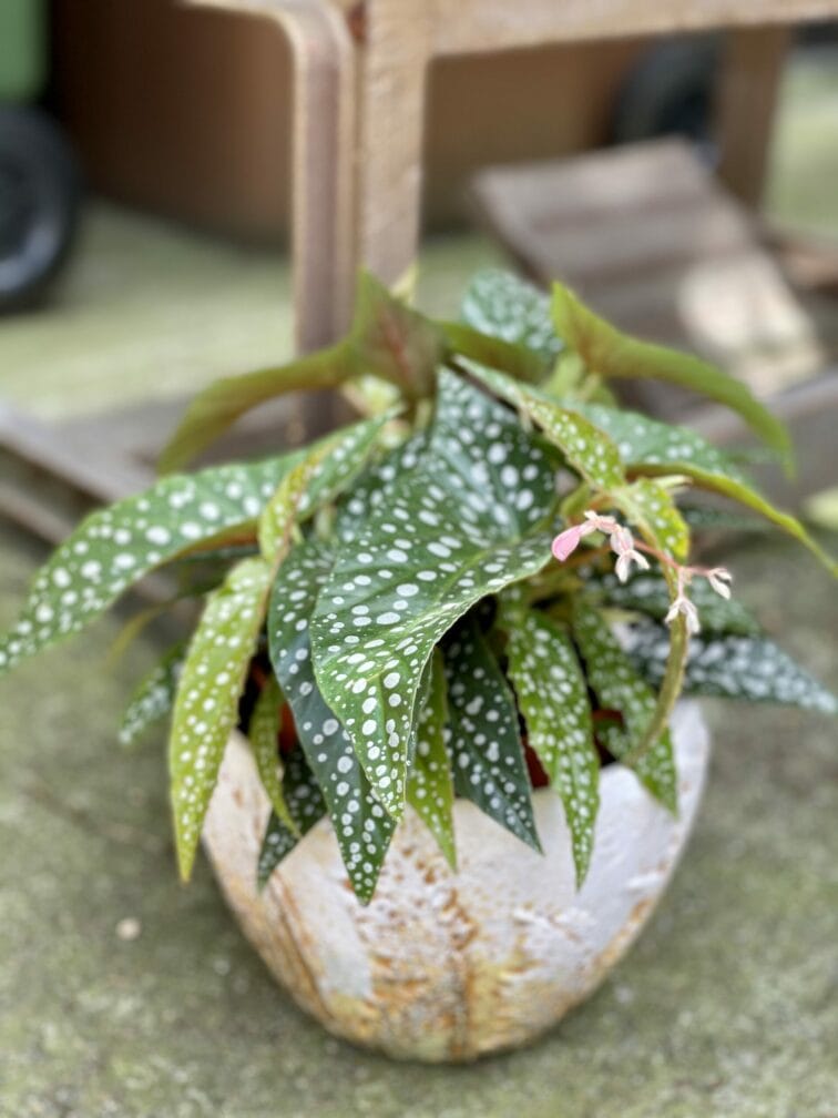 begonia-tamaya_15x25-1_1621594980.jpg Zdjęcie rośliny Begonia Tamaya, ujęcie 1