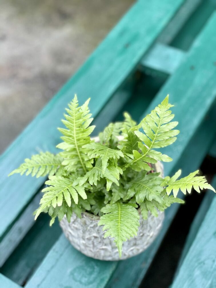 blechnum-gibbum-silver-lady_12x20-1_1620369902.jpg Zdjęcie rośliny Blechnum gibbum Silver Lady, ujęcie 1