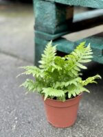 Zdjęcie rośliny Blechnum gibbum Silver Lady, ujęcie 2