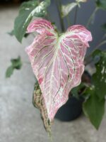 Zdjęcie rośliny Caladium Thai Beauty, ujęcie 1