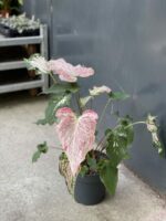 Zdjęcie rośliny Caladium Thai Beauty, ujęcie 2