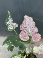 Zdjęcie rośliny Caladium Thai Beauty, ujęcie 3