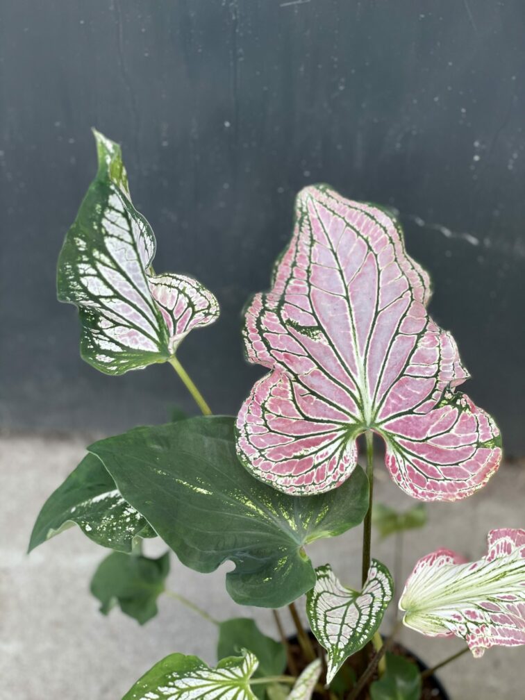 Zdjęcie rośliny Caladium Thai Beauty, ujęcie 3