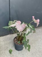 Zdjęcie rośliny Caladium Thai Beauty, ujęcie 4
