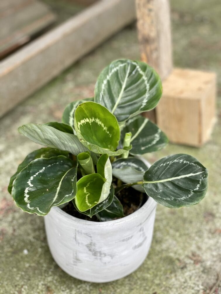 calathea-roseopicta-green_10x25-1_1620984291.jpg Zdjęcie rośliny Calathea roseopicta green, ujęcie 1