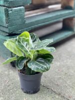 Zdjęcie rośliny Calathea roseopicta green, ujęcie 2