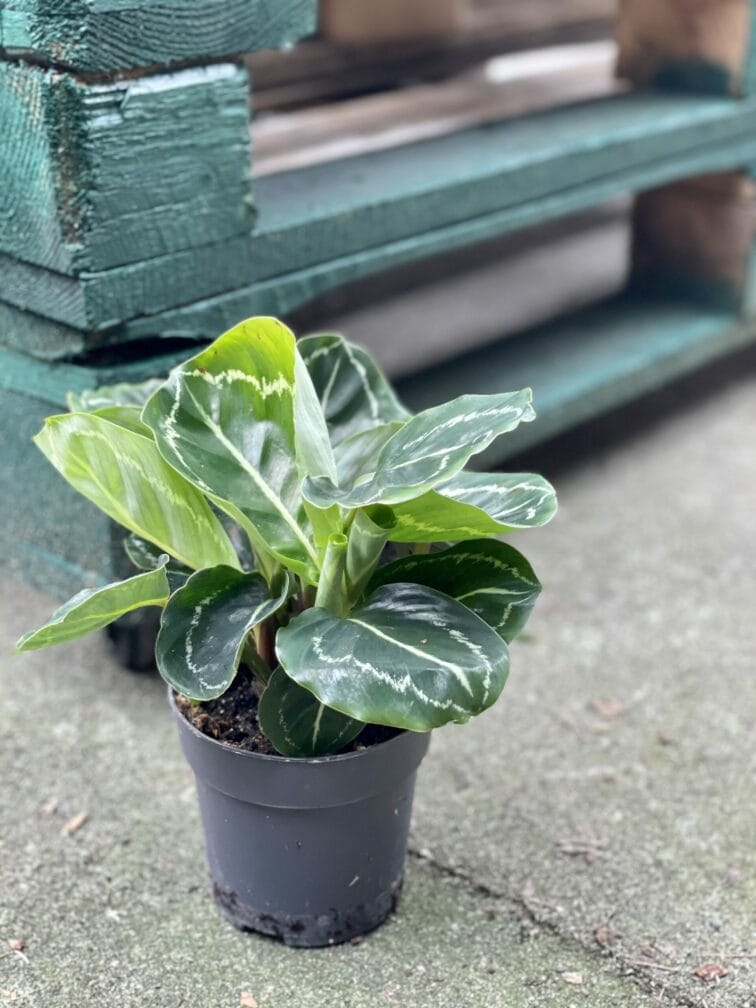 Zdjęcie rośliny Calathea roseopicta green, ujęcie 2