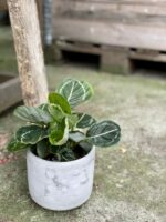 Zdjęcie rośliny Calathea roseopicta green, ujęcie 3