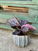 Zdjęcie rośliny Calathea Roseopicta, ujęcie 1
