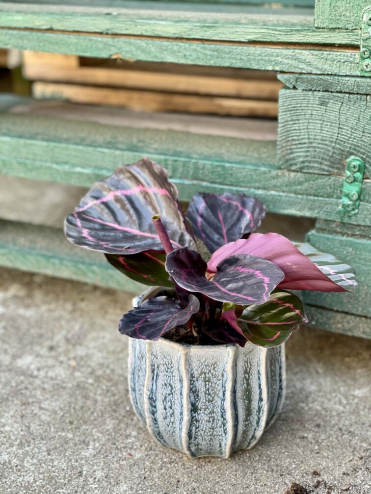 calathea-roseopicta_10x25-1_1621586347.jpg Zdjęcie rośliny Calathea Roseopicta, ujęcie 1