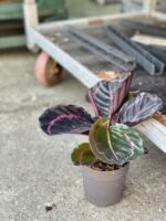 Zdjęcie rośliny Calathea Roseopicta, ujęcie 2